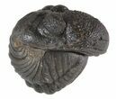 Enrolled Pedinopariops Trilobite - wide! #47287-1